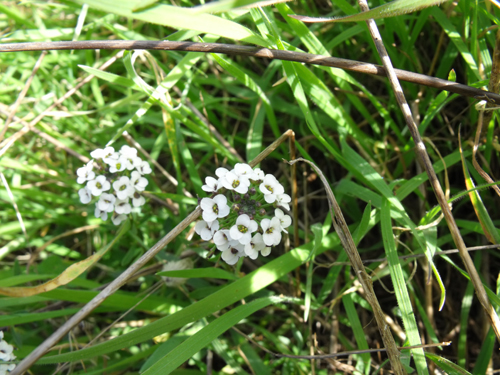 Lobularia maritima
